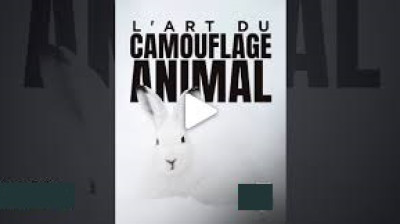 L'art du camouflage animal