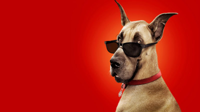 "Marmaduke" [2010] Dublado