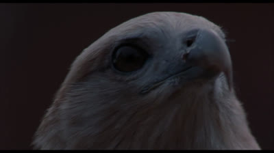 Kickboxer - O Desafio do Dragão (Dublado - 1080P)